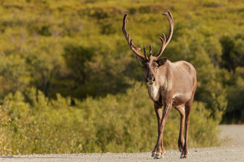 Wild Alaska: Denali Highway Scenic Journey from Fairbanks