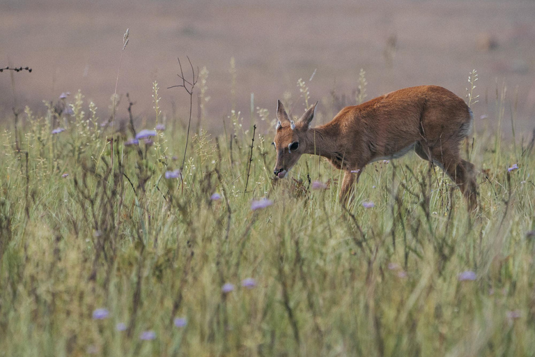From São Paulo: 5-Day Serra da Canastra Wildlife Safari