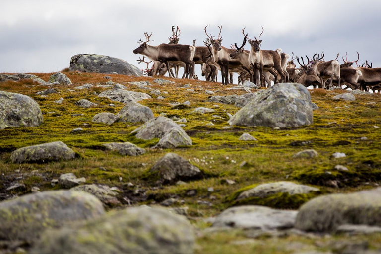 Jotunheimen: Guided Reindeer Hiking Tour