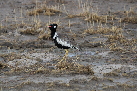 Windhoek: 3-Day Guided Safari in Etosha with Lodge