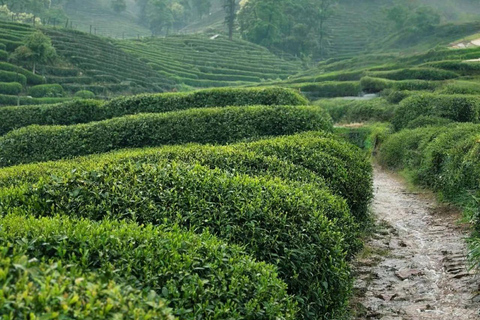 Meijiawu Authentic Longjing Tea Cultural Half-Day Experience Longjing Green Tea Picking & Roasting & Tasting 2-3hours