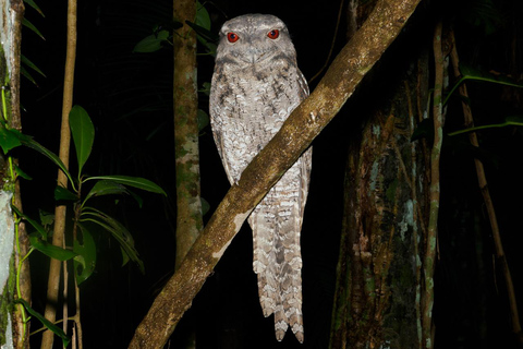 Family Night Walk in Cairns Botanic Gardens