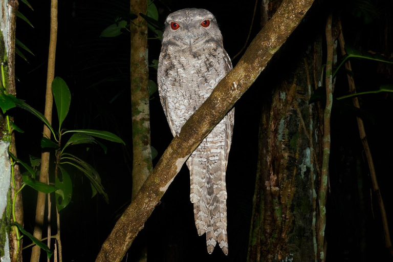 Family Night Walk in Cairns Botanic Gardens