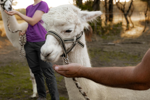 Mödling: Excursión panorámica guiada con alpacas y llamas