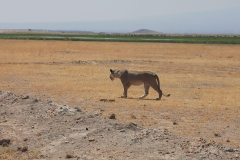 2-tägige Pirschfahrt im Amboseli-Nationalpark von Nairobi aus