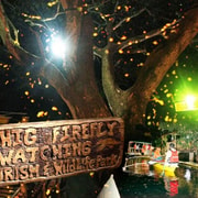 Puerto Princesa Firefly Watching (shared tour)
