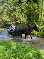 MENTHEVILLE , Horse cariage ride in coutryside - Housity