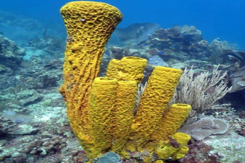 La Romana: Saona Island Tour with Lunch for Mein Schiff