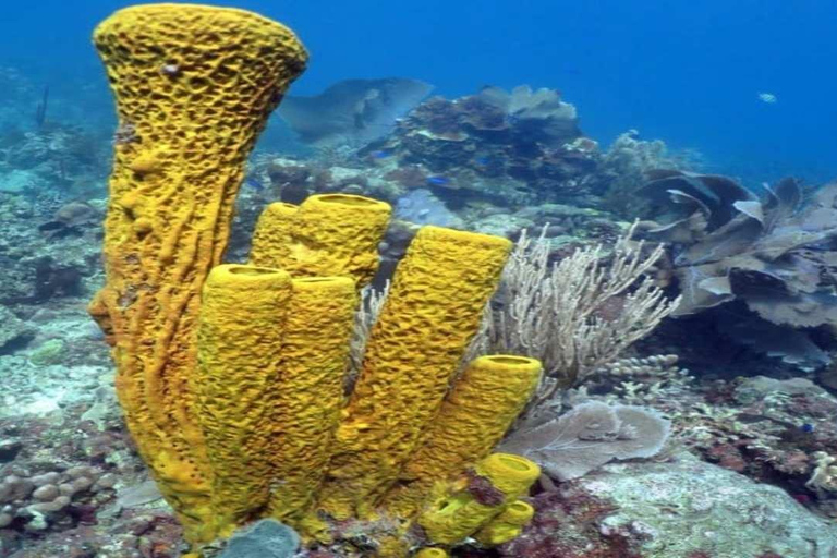 La Romana: Saona Island Tour with Lunch for Mein Schiff