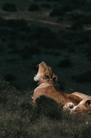 8 Days Experience Gorilla, Chimps, And Big Five - Housity