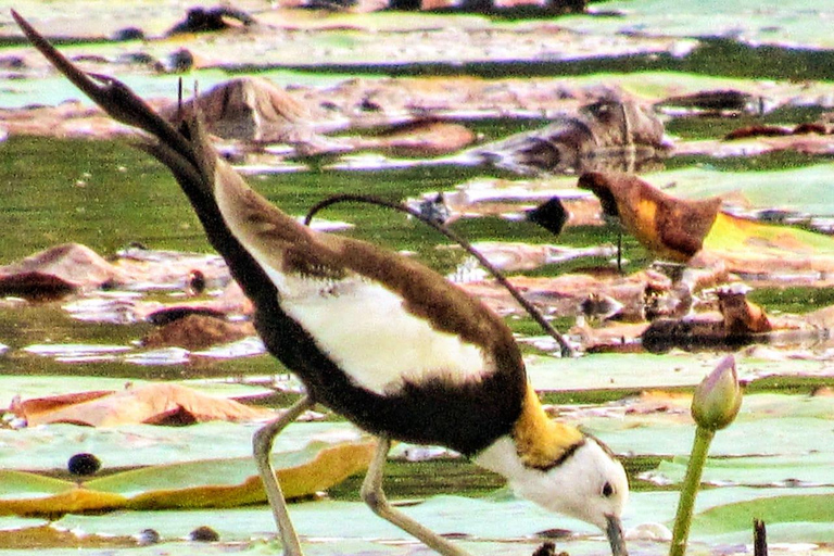 From Galle/Mirissa: Kalametiya Bird Sanctuary Boat Safari Hambantota: Kalametiya Bird Sanctuary Boat Safari-Private