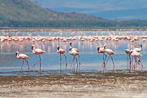 De Nairóbi: Excursão de 1 dia ao Parque Nacional do Lago Nakuru