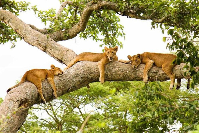 From Entebbe: 8-Day Luxury Safari with Gorilla Trekking