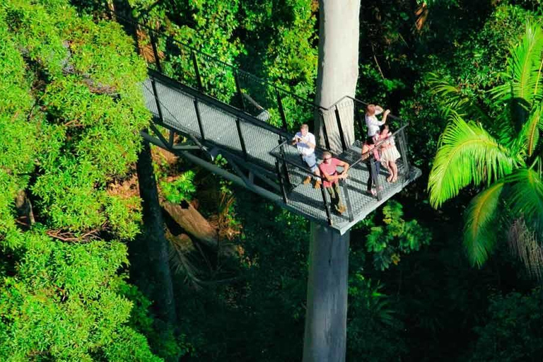 Gold Coast: Hop On Hop Off with Skywalk Rainforest Walk
