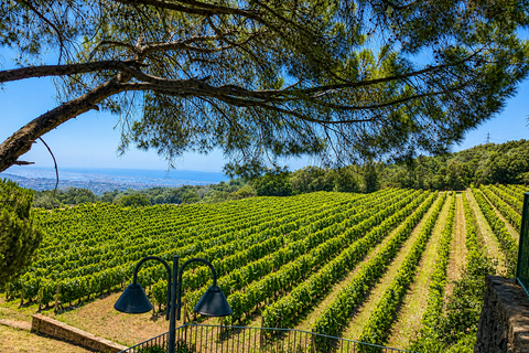 Etna + Wine Tasting Experience in a Winery and Lunch included Etna + Wine Tasting Experience in a Winery with Lunch included