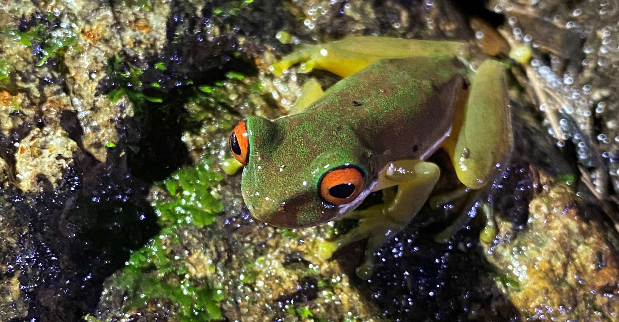 Monteverde, Night Tour in the Tropical Forest - Housity