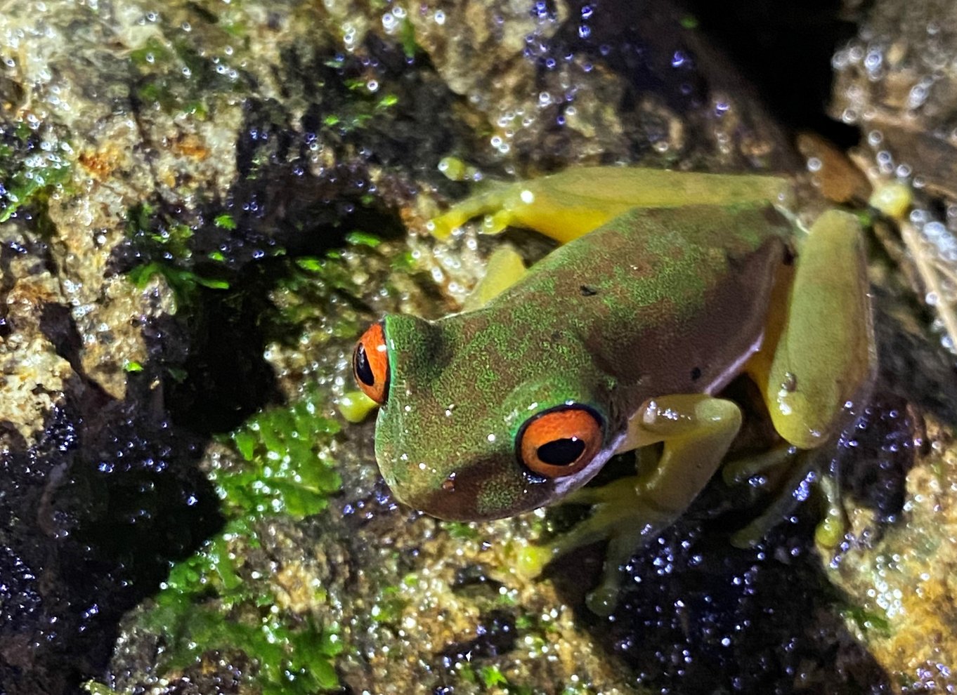 Monteverde: Aftentur i den tropiske skov