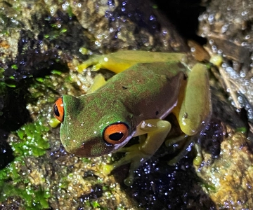Monteverde: Tropical Forest Night Tour