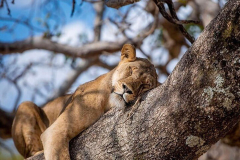 Arusha: Viagem de 1 dia ao Parque Nacional Lake Manyara com almoço