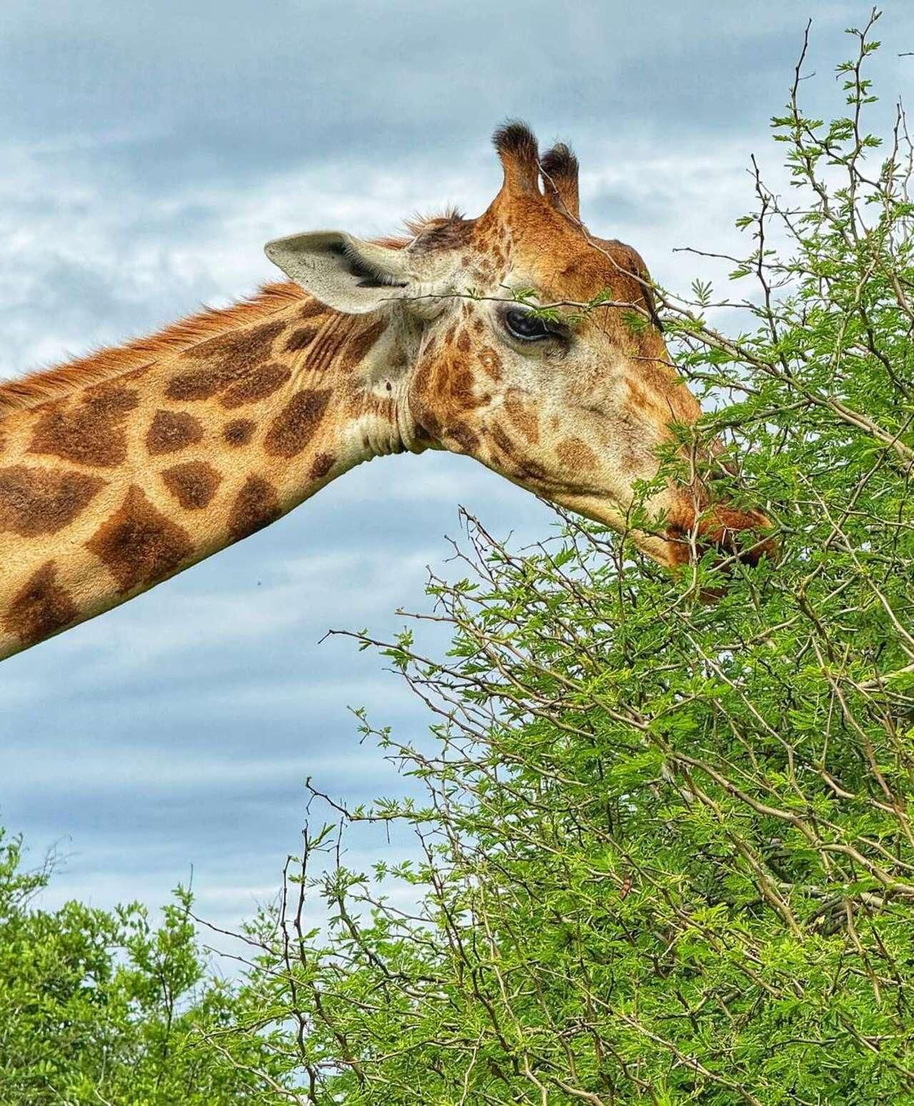 Mombasa: Kultur- und Wildlife-Erlebnis – Dorf und Giraffen