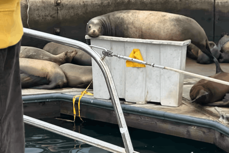 马里纳德尔雷：1小时游船之旅玛丽娜德尔雷：1小时游船之旅