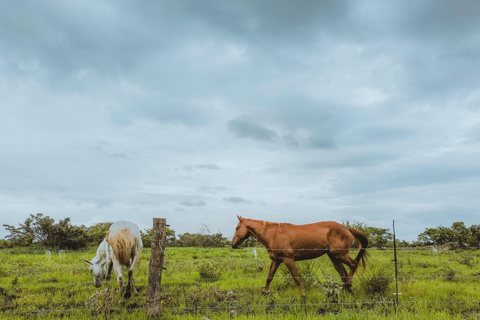 Martinique: Scenic Horseback Ride to Macabou Beach