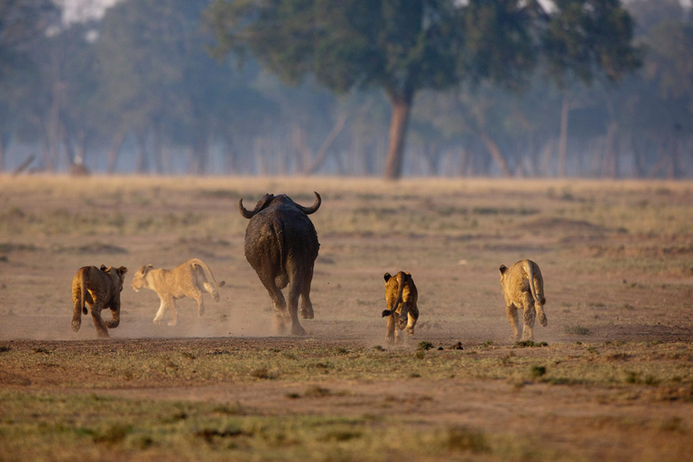 Nairobi:3-Days Maasai Mara Safari