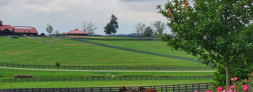 Da Lexington: Tour delle fattorie del cavallo del Kentucky