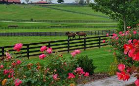 From Lexington: Kentucky Horse Farms Tour