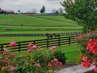 From Lexington, Kentucky Horse Farms Tour - Housity