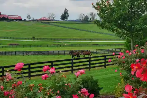 From Lexington: Kentucky Horse Farms Tour