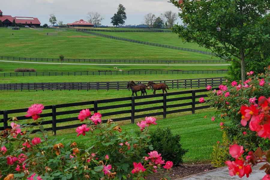 Von Lexington aus: Kentucky Horse Farms Tour. Foto: GetYourGuide