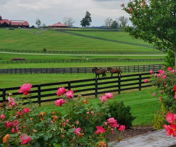 From Lexington: Kentucky Horse Farms Tour
