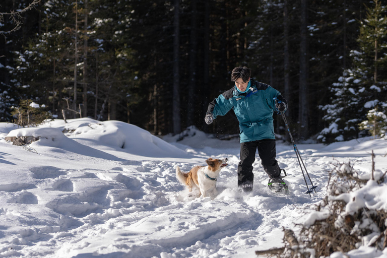 From Ljubljana/Bled: Beginner Snowshoe in Julian Alps From Bled - pickup at your accommodation