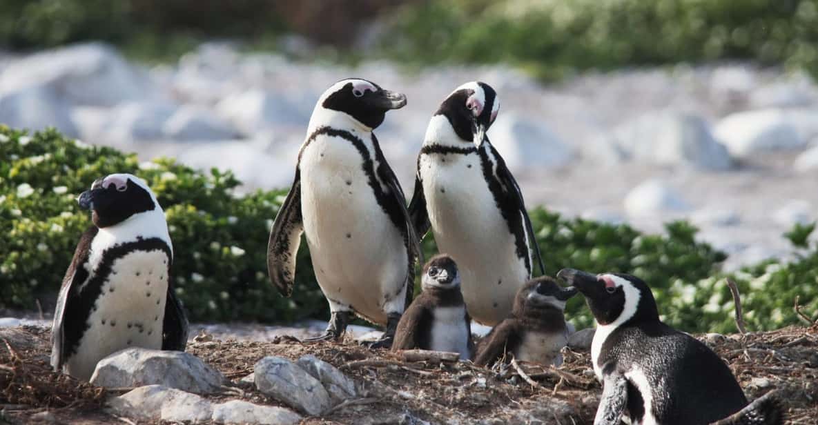 Afbeelding 3 van Gansbaai: Zee Big 5 Rondvaart