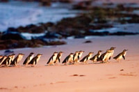 Melbourne, Brighton Boxes, Puffing Billy, and Penguin Parade - Housity