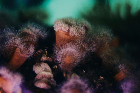 Sitka: Kelp Forest Snorkel Tour