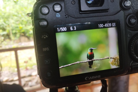 From Cusco: 4-Day Manu Cloud Forest Birdwatching Tour