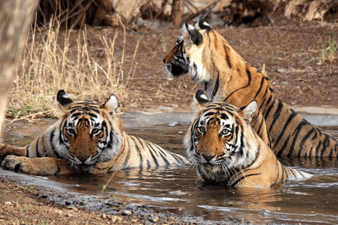 Visita guiada privada al Parque Nacional de Ranthambore desde Jaipur