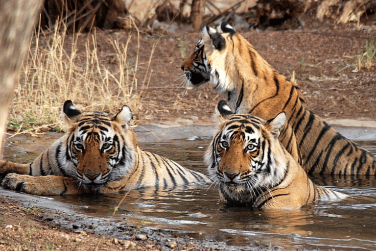 Prywatna wycieczka z przewodnikiem po Parku Narodowym Ranthambore z Jaipuru