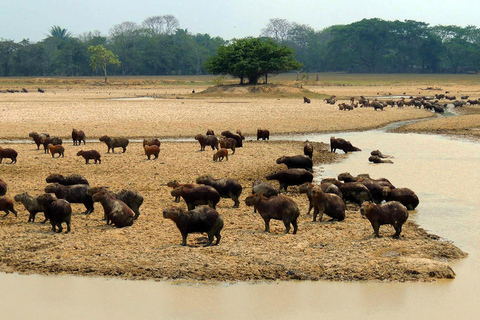 Safari con rastreo de jaguares