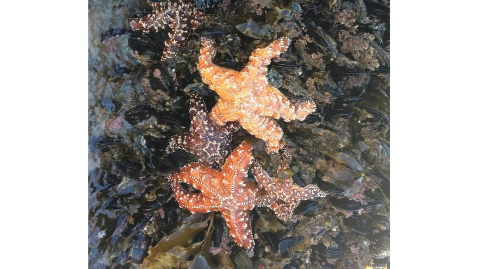 Los Angeles Heal The Bay Aquarium in Santa Monica GetYourGuide