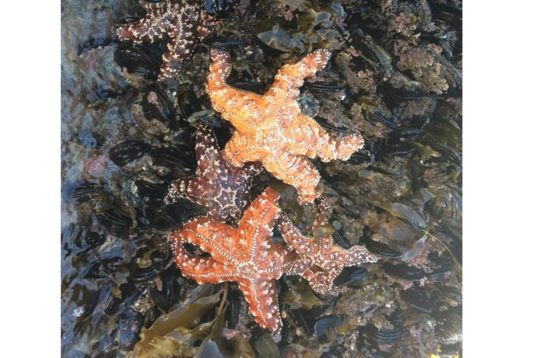 Los Angeles: Heal The Bay Aquarium i Santa Monica