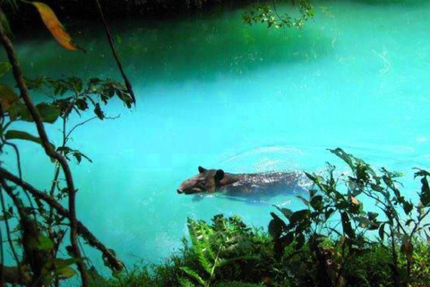 Ticket für den Rio Celeste Wasserfall und den Tenorio National Park