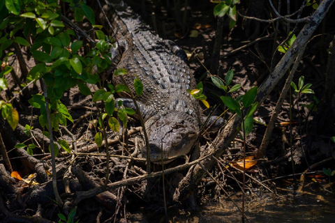 Daintree: Rejs po rzece Daintree z przewodnikiem