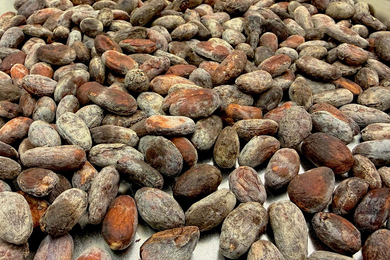 Chocolate Making Workshop, Bean to Bar Experience | Basel