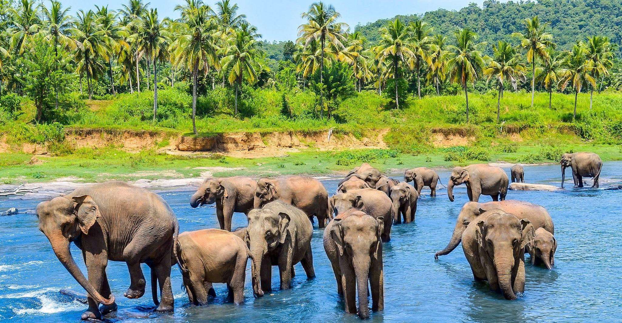 Kandy'den Pinnawala Turuna Tuk Tuk Pinnawala Sri Lanka - Hizvo