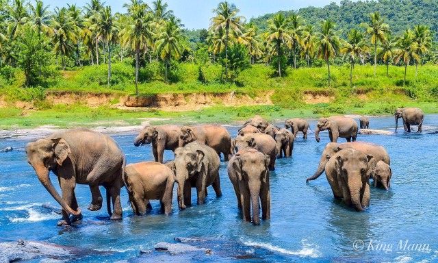 Visit From Kandy To Pinnawala Tour - Sri Lanka in Kandy, Sri Lanka