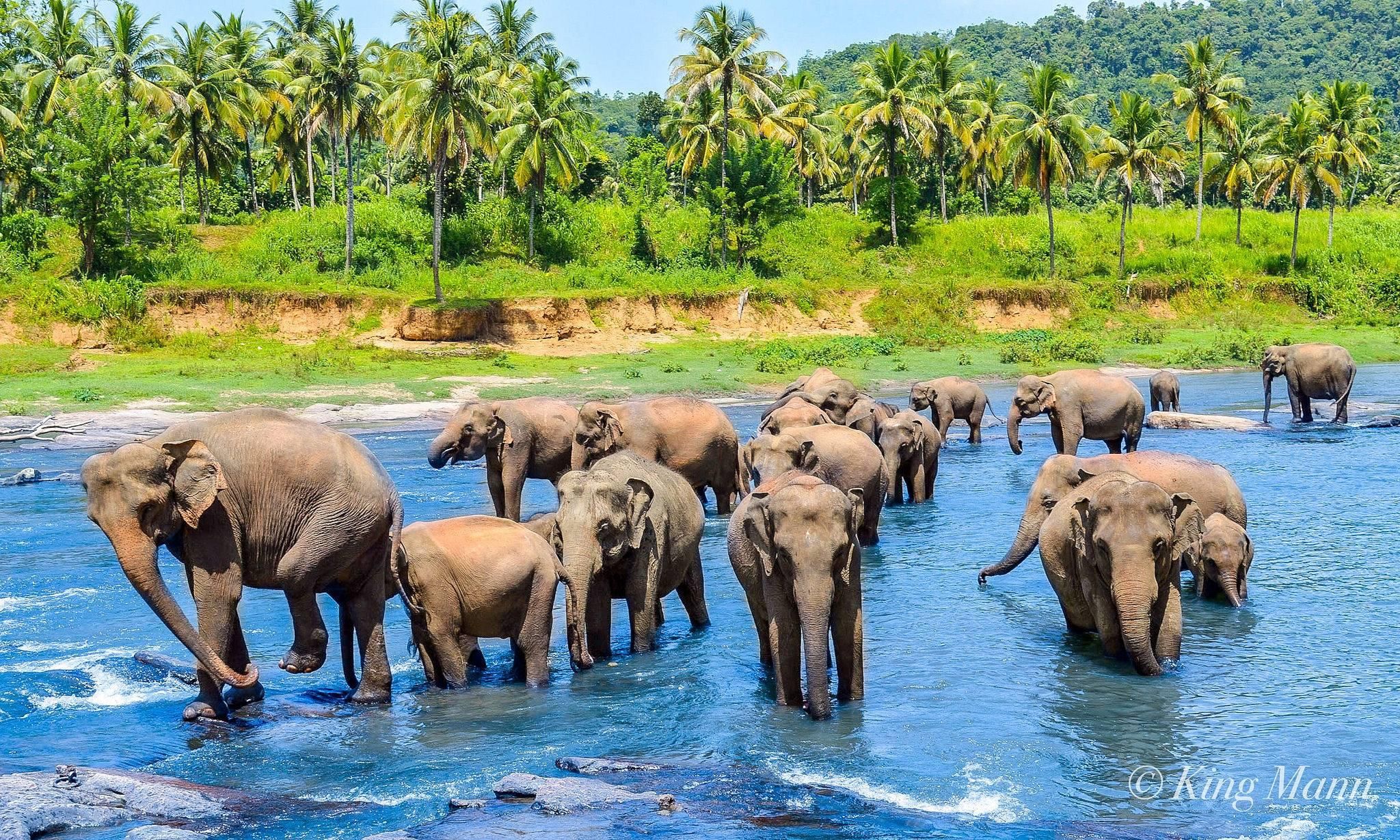 Von Kandy aus: Pinnawala Tagestour