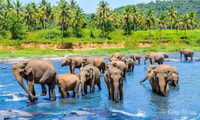 Von Kandy nach Pinnawala Tour Von Tuk Tuk Pinnawala Sri Lanka - Hizvo